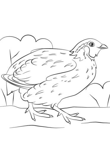 Bobwhite Quail Coloring Page